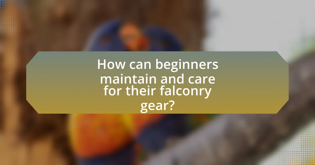How can beginners maintain and care for their falconry gear?