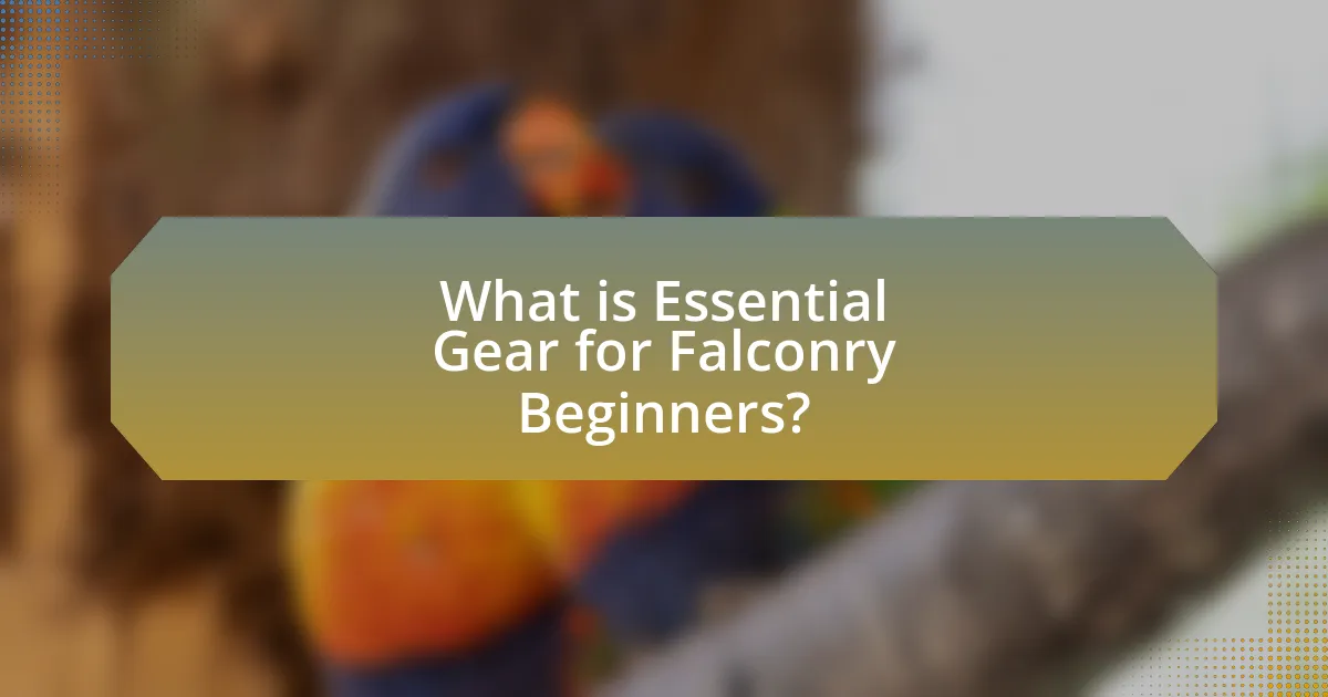 What is Essential Gear for Falconry Beginners?