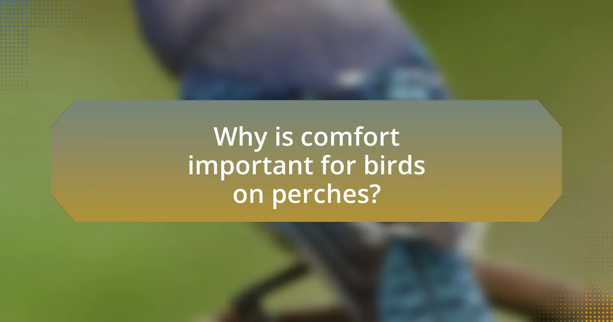 Why is comfort important for birds on perches?